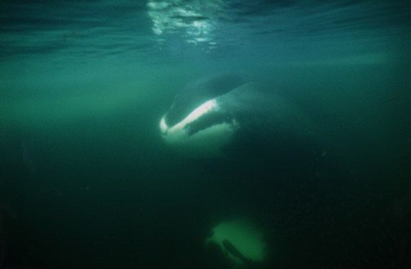The Mystery of the Oldest Bowhead Whale - Arctic Kingdom