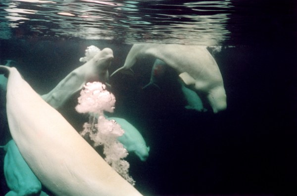 Beluga Whales underwater in the arctic