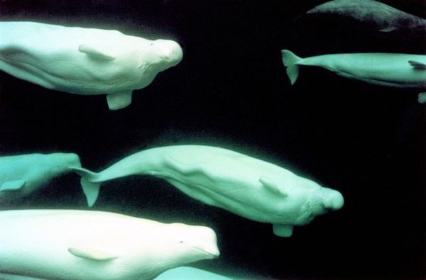 underwater beluga whales