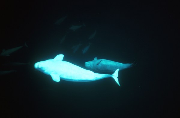 Female beluga whale calving