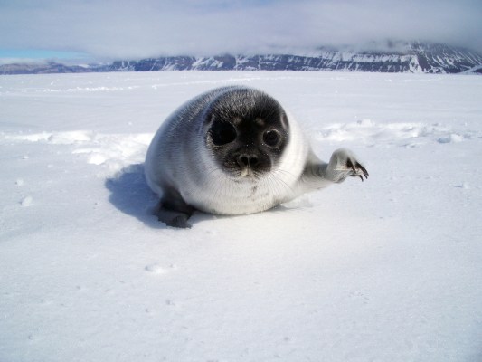 arctic seal