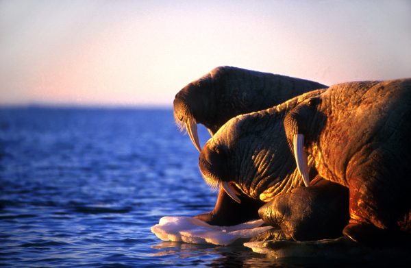 Arctic Kingdom sunset walrus on ice wildlife photography