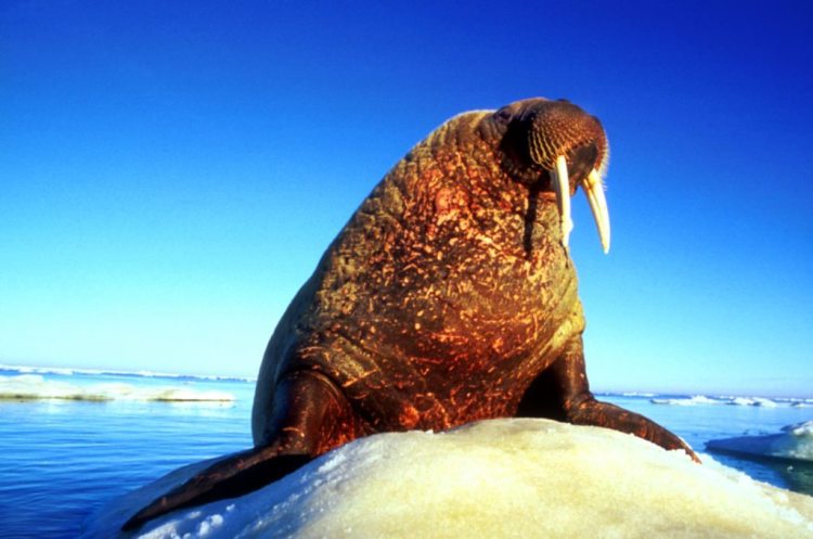 Arctic Kingdom Walrus on ice wildlife photography