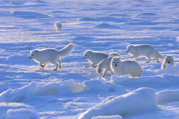 a litter of arctic foxes