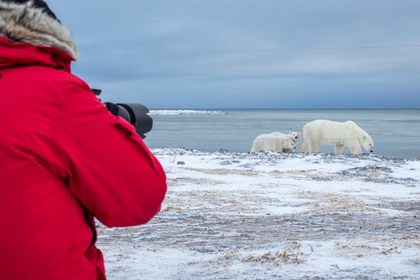 photographing polar bears from behind a fence during migration