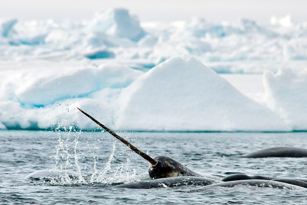 narwhal underwater