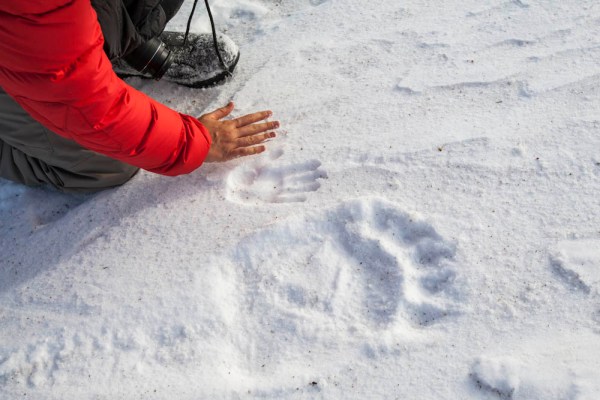 Polar bear print in snow