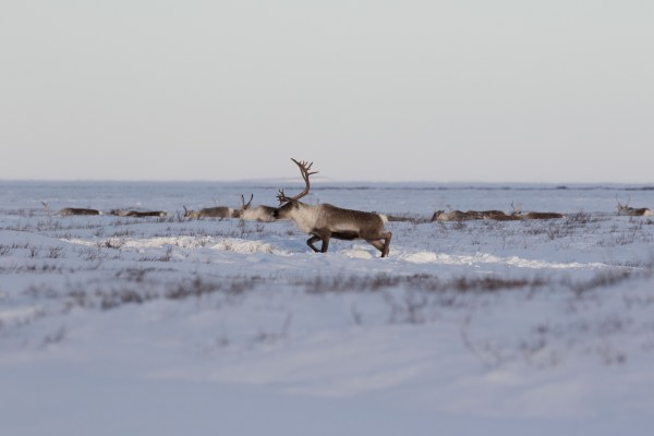 Fast Facts Caribou: Reindeer vs. Caribou - Arctic Kingdom