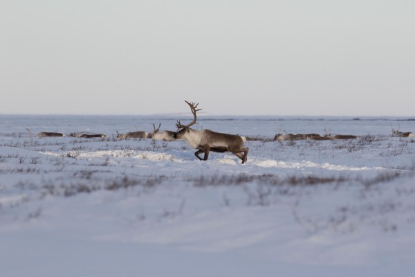 Fast Facts Caribou: Reindeer vs. Caribou - Arctic Kingdom Fast Facts Caribou: Reindeer vs. Caribou - Arctic Kingdom