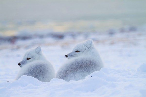 a pair of arctic foxes