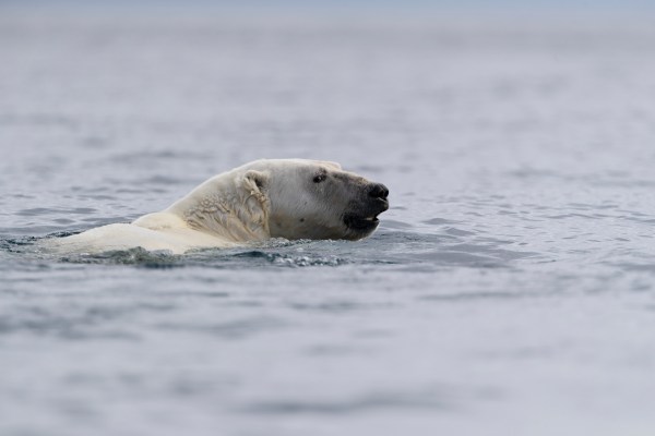 polar bear swimming