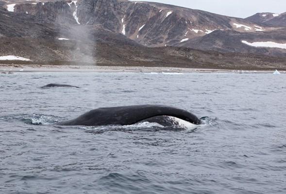 bowhead whale molting location