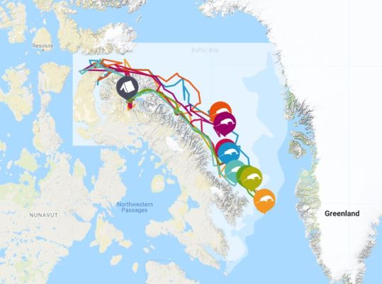 Narwhal map in the arctic