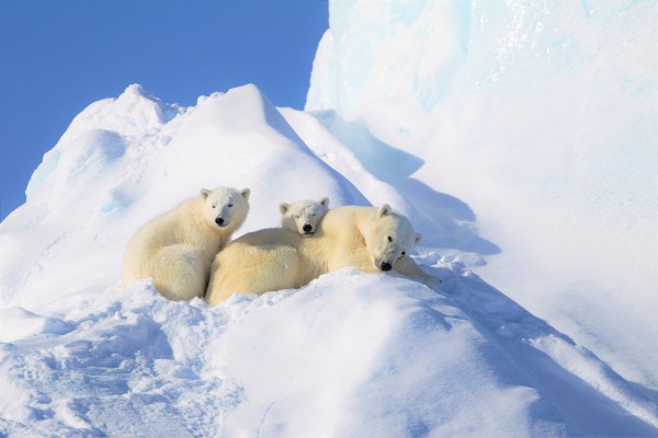 Polar bear & cubs