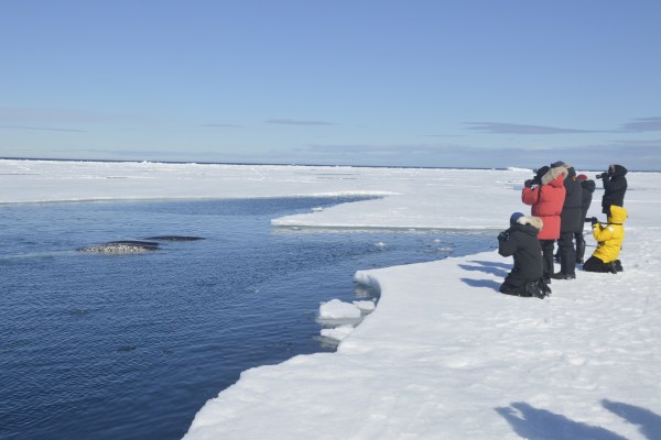 whale watching tours from the ice