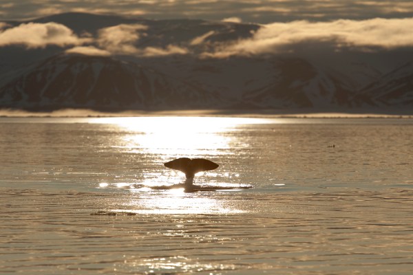Whale in the arctic