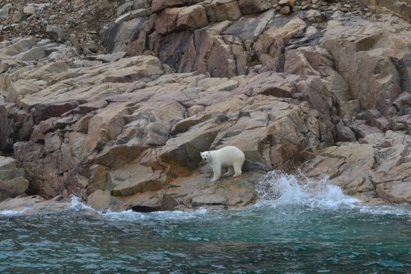 Polar bear in the arctic summer