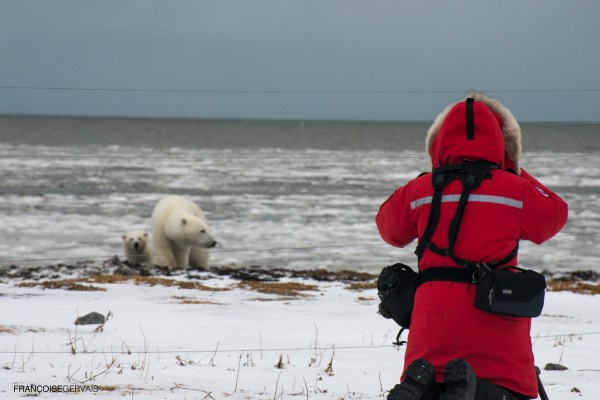 Photographing polar bears from fenced area in the arctic