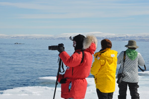 photographing whales from the floe edge