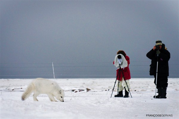 Photographing arctic fox