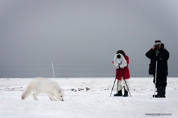Photographing an arctic fox 