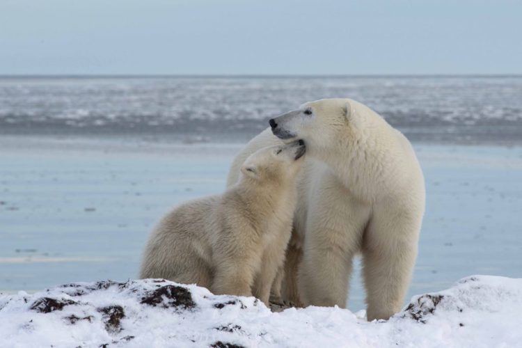 polar bear migration fly-in photo safari_arctic kingdom_mother and cub