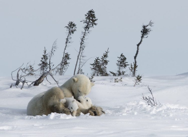 arctic kingdom polar bear mother and newborn cubs