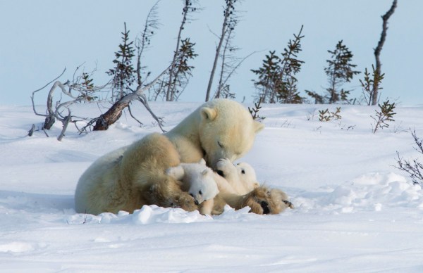 Female Polar Bears