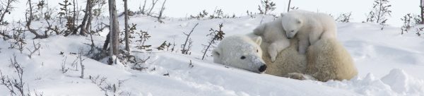 Arctic Kingdom Polar bear mother and cubs wildlife photography