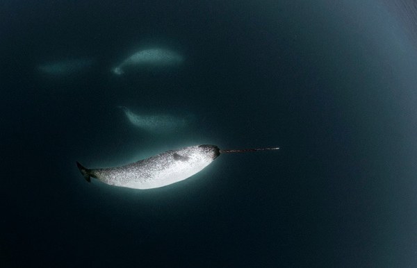 Narwhal glowing in dark water