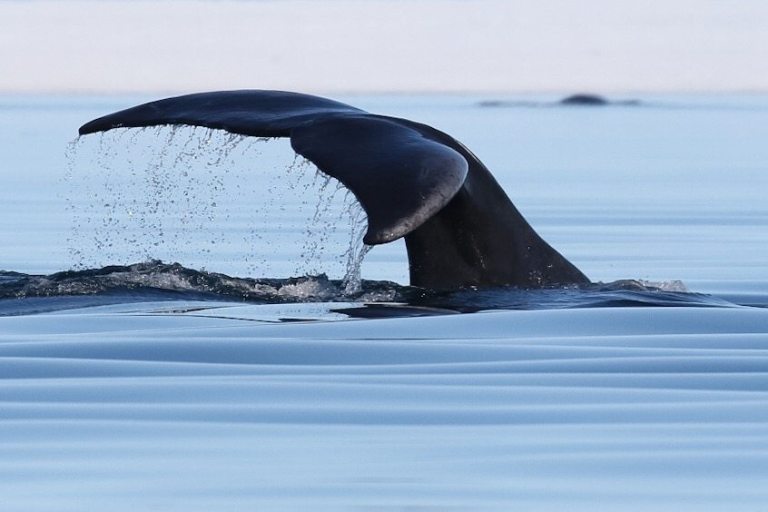whale tail shown as whale swims in ocean