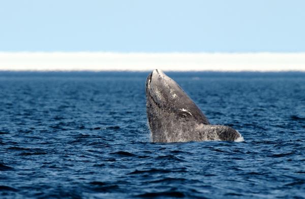 Bowhead whale breaching