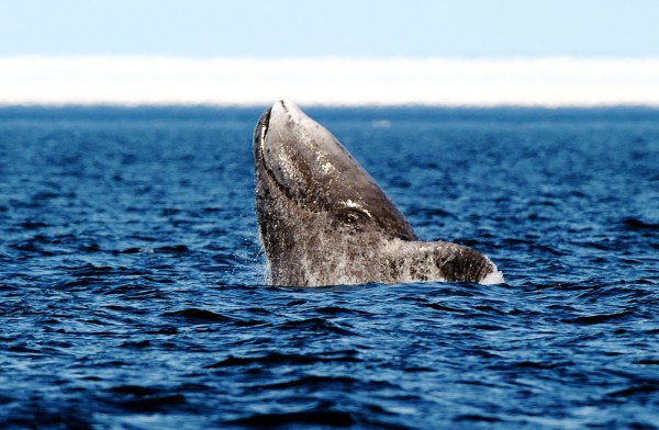 bowhead whale in the arctic
