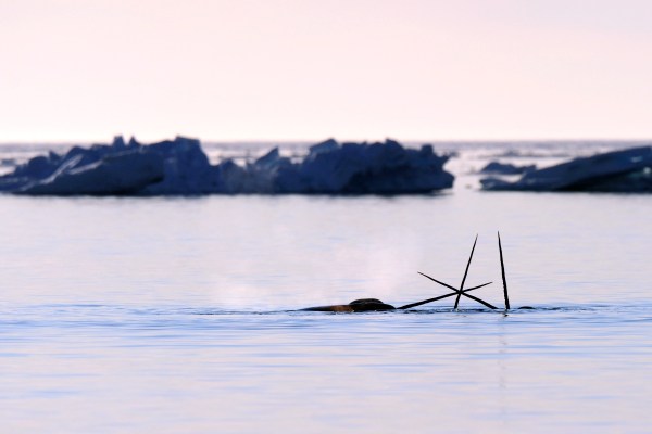 Three narwhals with horns above water