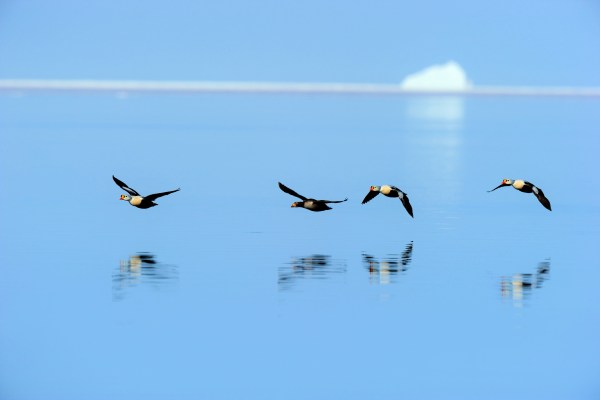 arctic birds hovering above the ocean