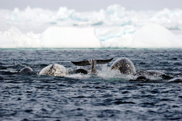 Narwhals swimming in arctic floe edge