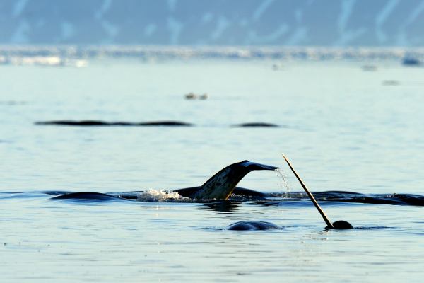 no better place to see narwhal than on an Arctic whale tour