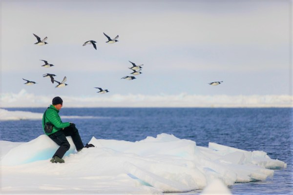 Bird Migration into the Arctic