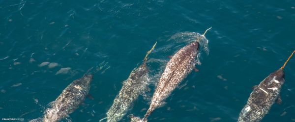 Group of narwhal swimming