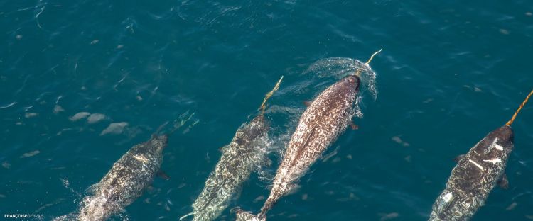 Are Narwhals Endangered? Here Are Some Facts | Arctic Kingdom