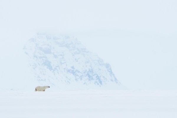Polar bear in arctic landscape