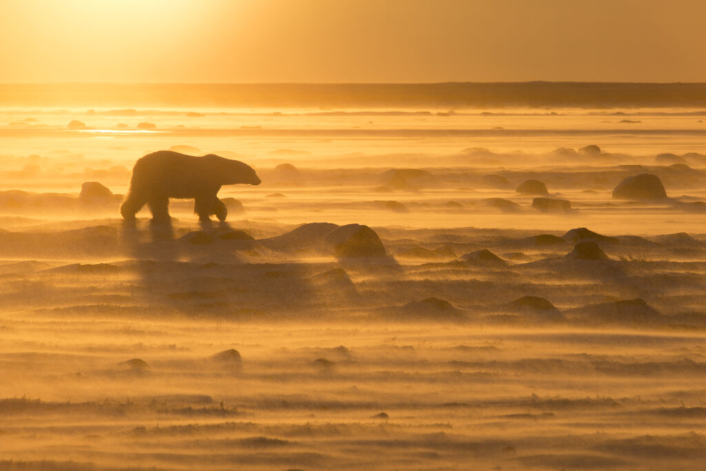 Polar Bear Week: Why Polar Bears Need Sea-Ice