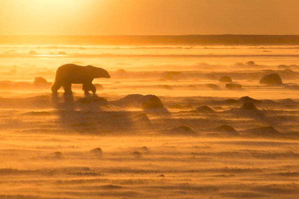 Polar bear in arctic sun