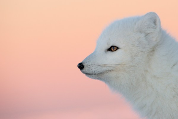 arctic fox looking outwards