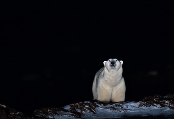 polar bear in the dark