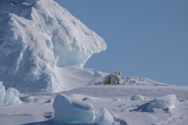 Polar bear with cubs in the arctic