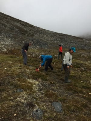 Foraging in the arctic summer