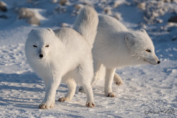 What Arctic Animals Would You Like To See? - Arctic Kingdom