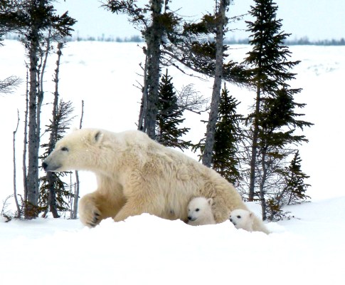 Polar bear cubs emerging from their dens