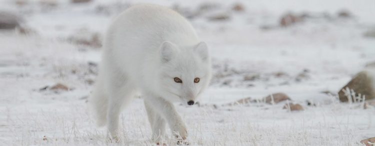 arctic fox arctic kingdom